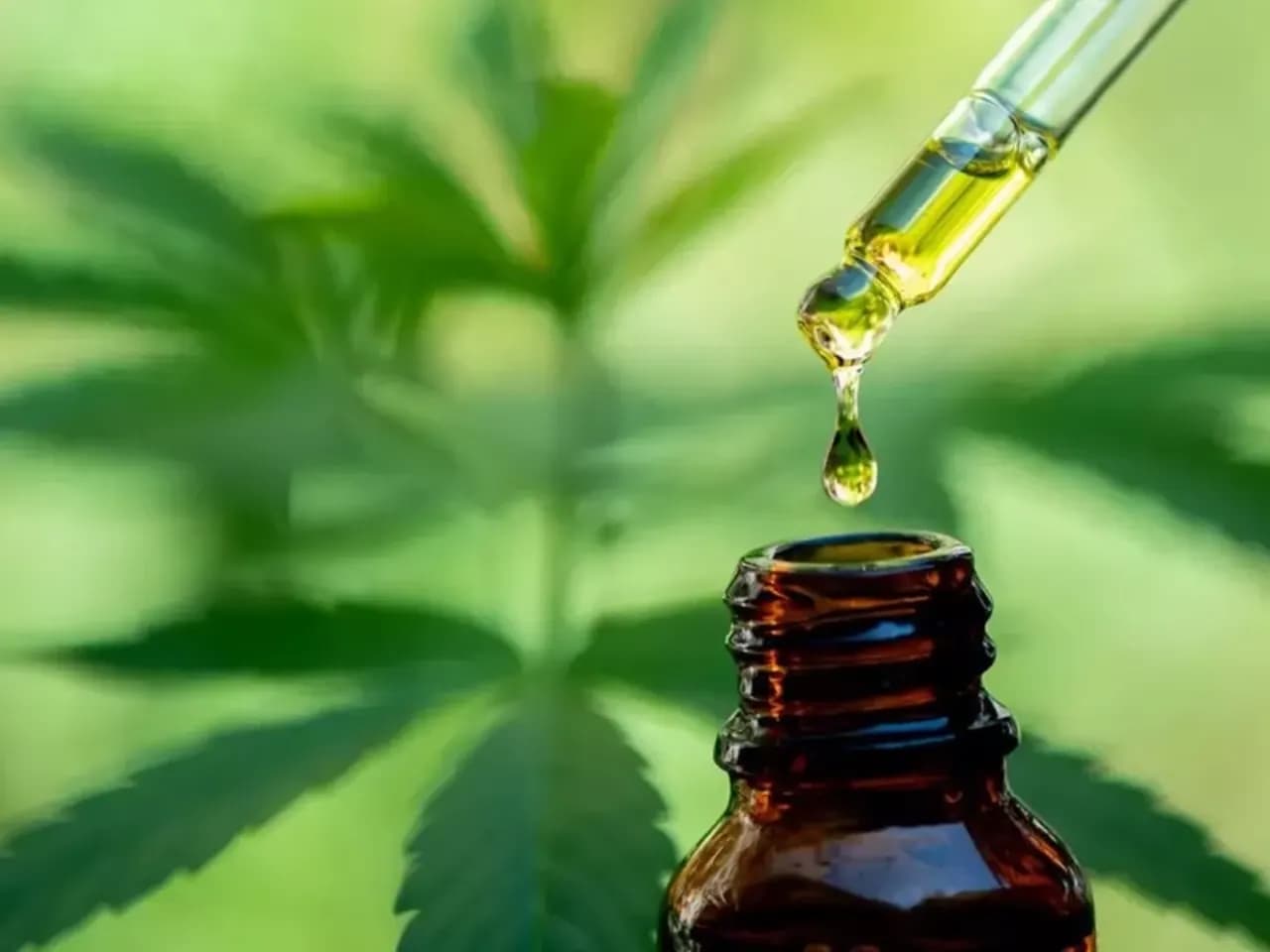 Bien choisir son taux de CBD